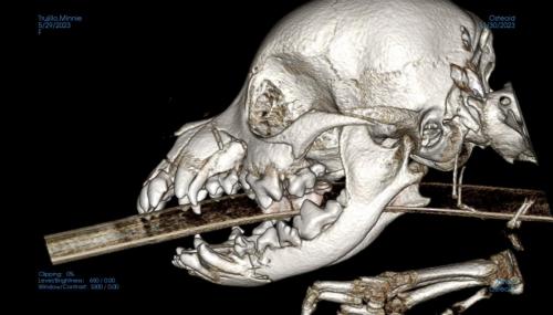 Minnie CBCT 1